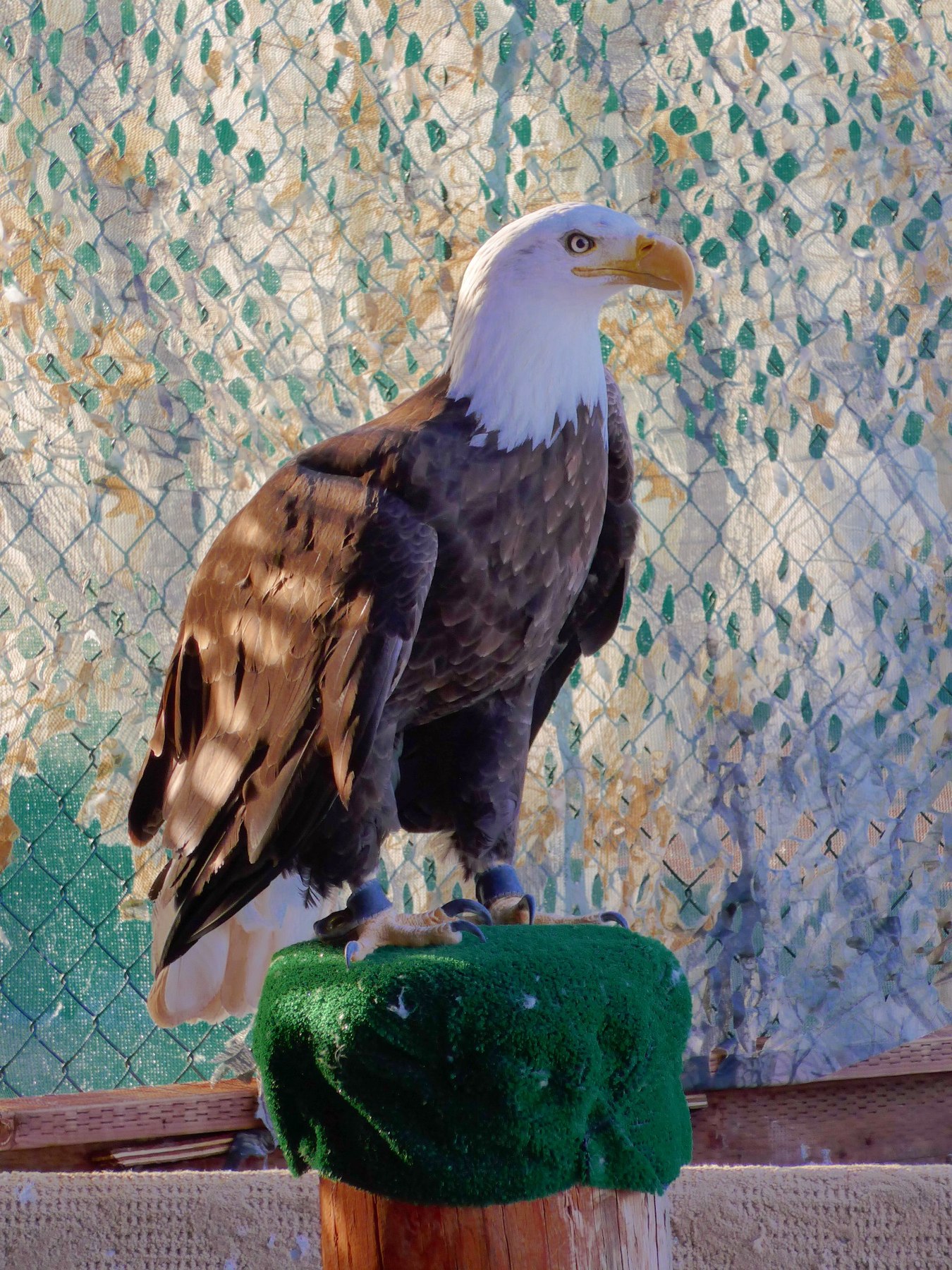 Bald Eagle on an indoor perch in a secure care environment