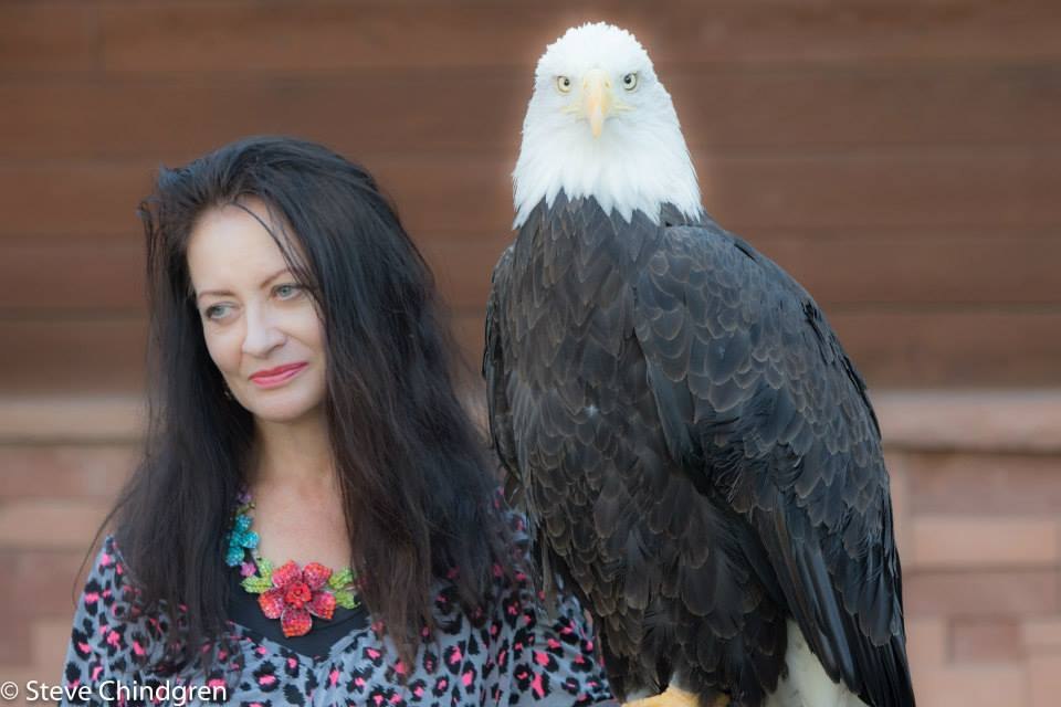 Primary eagle caretaker with Bald Eagle Liberty during earlier work — photo: Steve Chindgren