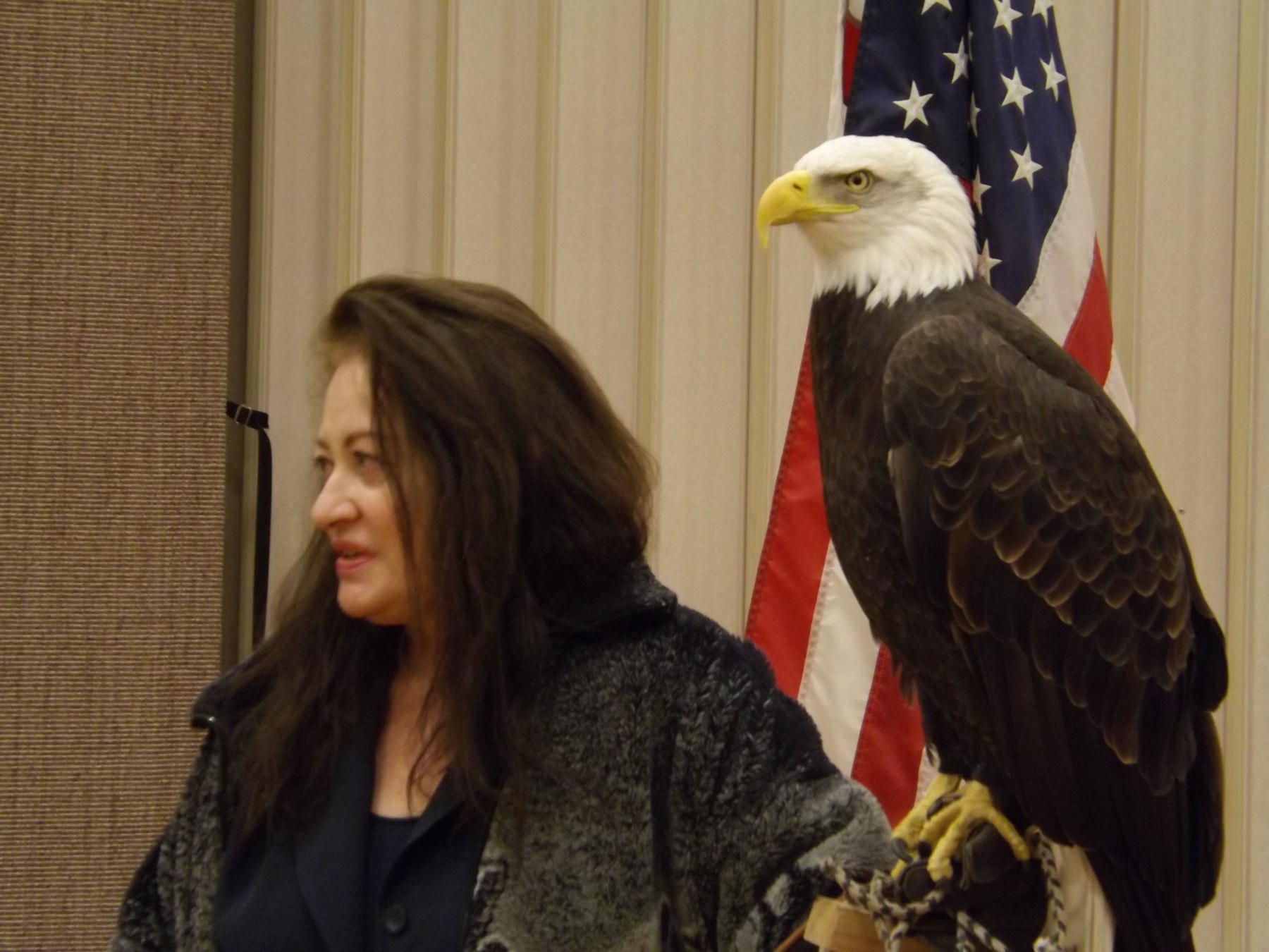 Close view of a civic Bald Eagle presentation