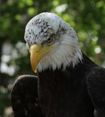 Close view of Freedom