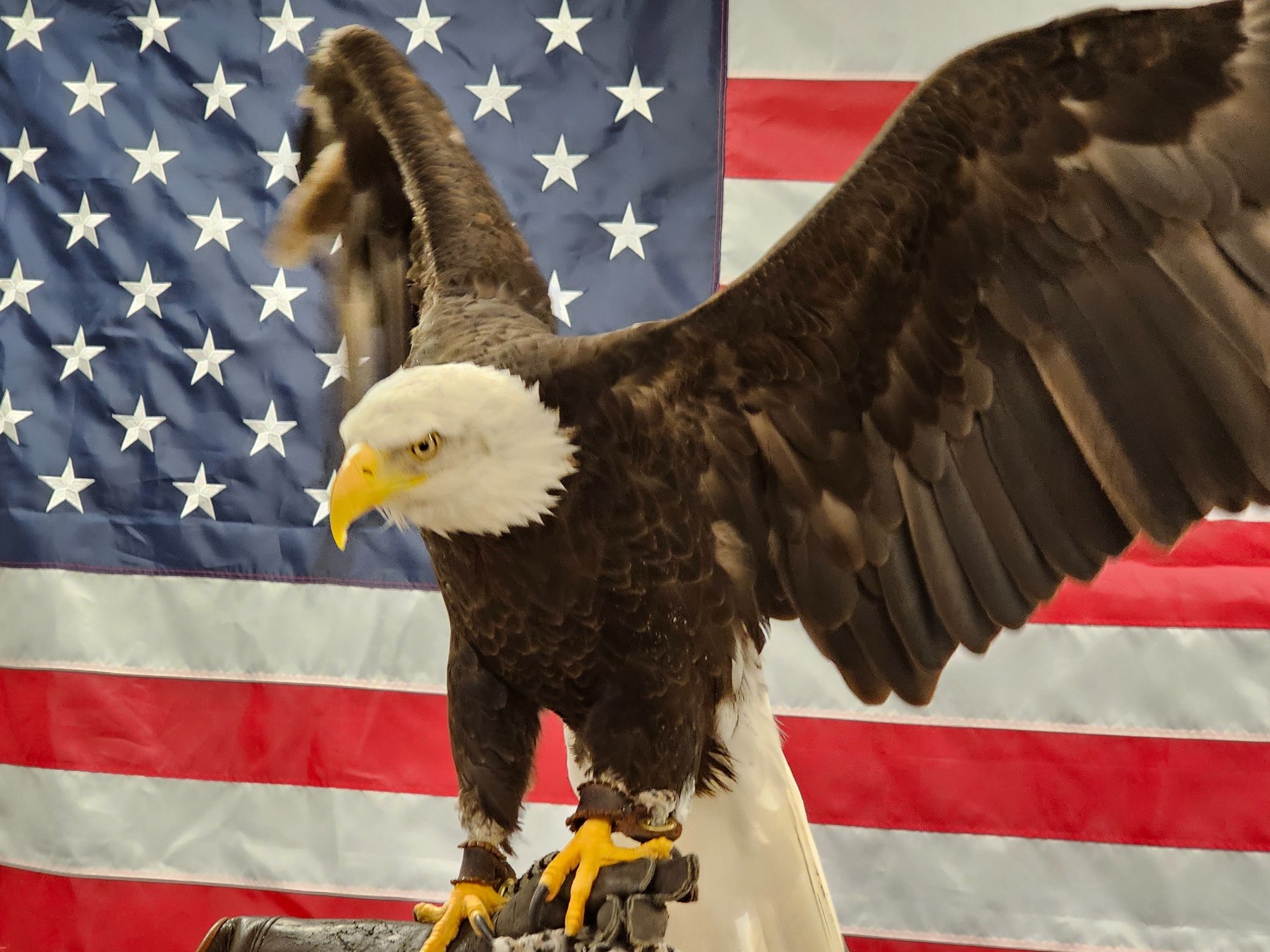 Bald Eagle with wings extended during a patriotic education setting