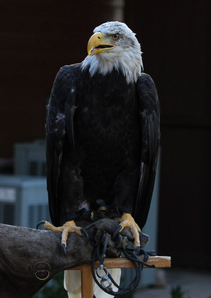 Freedom, a nonreleasable Bald Eagle education ambassador