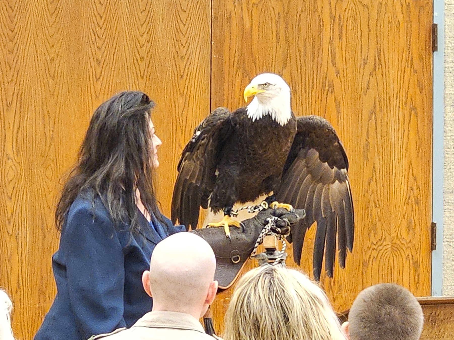 Primary eagle caretaker presenting a Bald Eagle to an indoor public audience