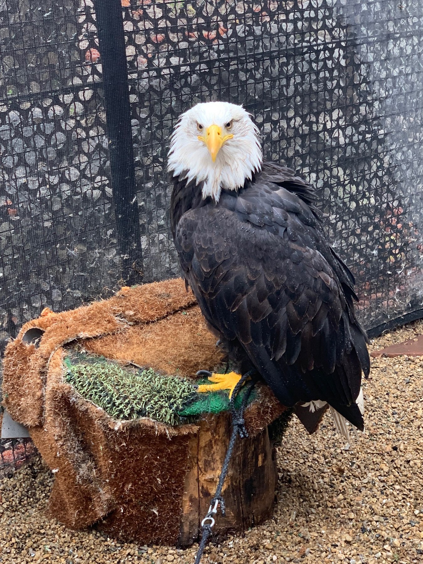 Bald Eagle perched in a secure care setting