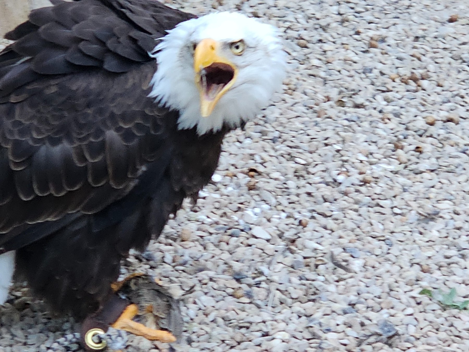 Bald Eagle vocalizing during routine care observation