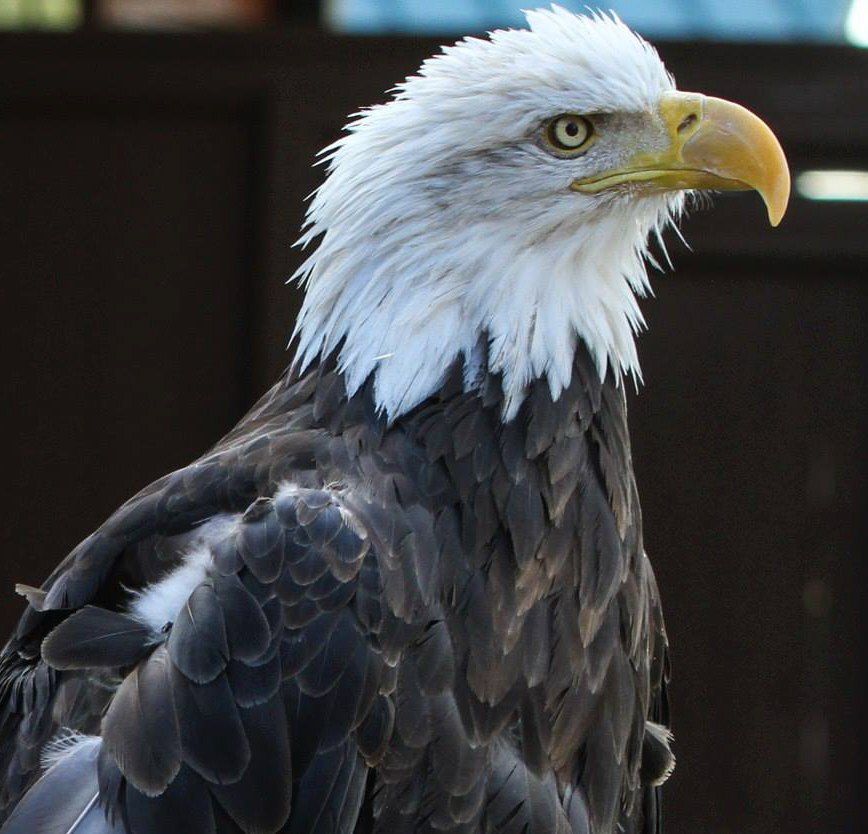Close profile of a Bald Eagle showing beak, eye and feather structure