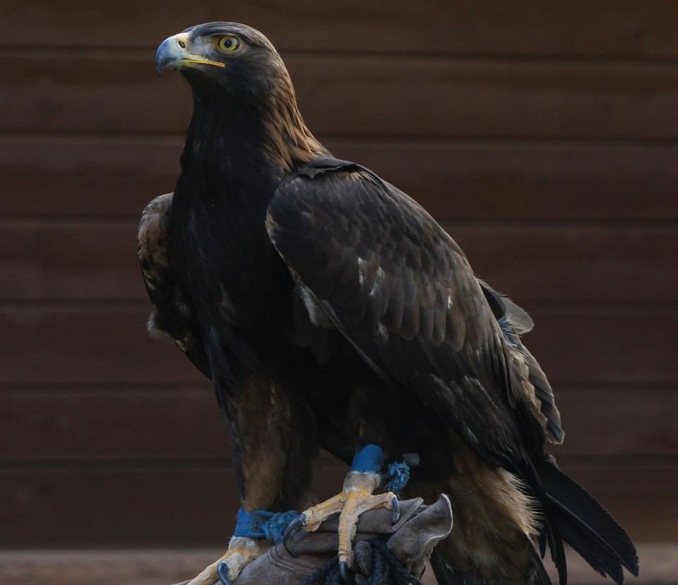 Magondo, a nonreleasable Golden Eagle education ambassador