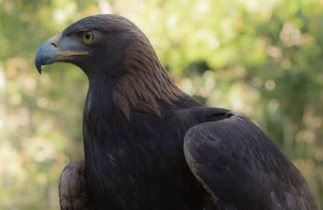 Golden Eagle profile showing head and beak adaptations